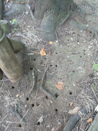 最近 樹の根元の地面に穴がいっぱいあるのは 何の穴でしょうか セミの幼虫が出 Yahoo 知恵袋