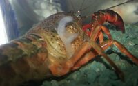 近所の沼からザリガニを捕ってきたところ 翌日からザリガニの体に白いフワフ Yahoo 知恵袋