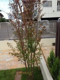 庭に植えてあるヒメシャラなんですが 葉先が枯れたように茶色く変色して Yahoo 知恵袋