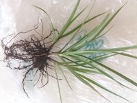この植物の名前はなんですか スズメノカタビラでしょうか 教え Yahoo 知恵袋