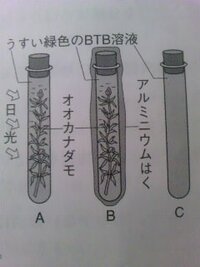 実験で オオカナダモを入れないbtb溶液の試験管 対照実験 を用意す Yahoo 知恵袋