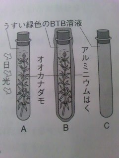 中１の理科の問題についてなんですが図のように息を吹き込んで緑色にし Yahoo 知恵袋