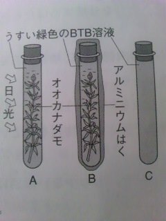 中１の理科の問題についてなんですが図のように息を吹き込んで緑色にし Yahoo 知恵袋