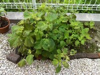 ベランダで育てている大葉 青ジソ の色が薄くなってしまいました 大葉を Yahoo 知恵袋