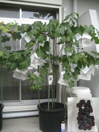 葡萄鉢植え栽培で 今年は苗木から3年目で17房稔りました 剪定 ジべ Yahoo 知恵袋