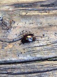 この虫は何という虫ですか 黒光りして５mm以上あります菜園のプ Yahoo 知恵袋