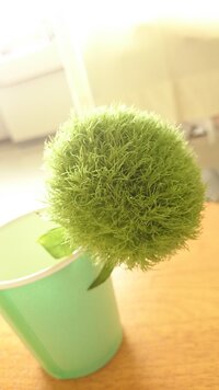 先日 お花を頂きました 花束ではなく 何かに刺さっているようなお花です 緑 Yahoo 知恵袋