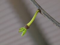 ５年目になるポポーの木に花が咲きません 実家にポポーの木が２本あるら Yahoo 知恵袋