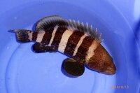 魚のアコウはキジハタの仲間ですか そしたらアコウは英語で何と言うん Yahoo 知恵袋