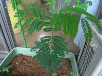 この植物の名前を教えてください オジギソウに似ている感じでマメ科の植物のよう Yahoo 知恵袋