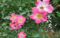 つるバラ バレリーナ の花柄つみについて教えてください ２月中旬に地植え Yahoo 知恵袋