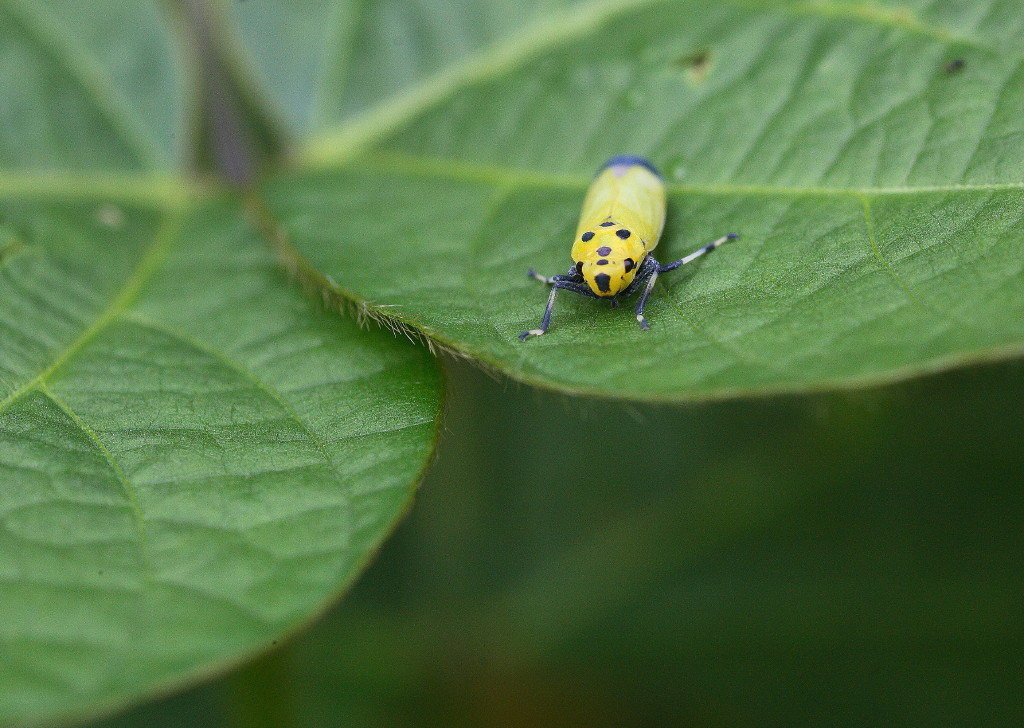 息子が学校でホタルに似た虫を見つけたそうです。私も何度か見かけたこと... Yahoo!知恵袋