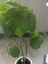 今月中旬くらいにウンベラータの鉢増しをしました 今春から挿し木をし Yahoo 知恵袋