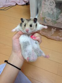 忍たまのハムハムは何て種類の犬ですか ヘムヘムは忍犬で 犬種は不明で Yahoo 知恵袋