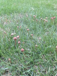 庭の芝生にキノコが生えました どんどん増えてきています キノコ Yahoo 知恵袋