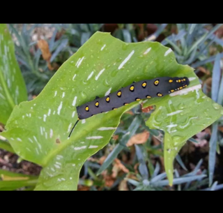 庭のカラーの葉にこんな虫 幼虫 が一杯ついてました 初めて見る Yahoo 知恵袋