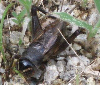 ヒョウモントカゲモドキの餌はコオロギですが フタホシとイエコが一般 Yahoo 知恵袋