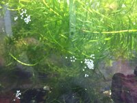 ｿｲﾙのﾒﾘｯﾄ ﾃﾞﾒﾘｯﾄについて教えてください 水槽のｻｲ Yahoo 知恵袋