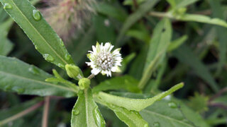 雑草の様ですが この白い小さい花の植物の名前を教えて頂けないでしょうか 結構 Yahoo 知恵袋