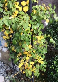 バラバフビューティの葉が ここ数日で全体的に黄色に変色しています 気温の急な Yahoo 知恵袋