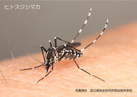 蚊って２種類いませんか 白黒のやつと茶色のやつと どっちがかゆい とか Yahoo 知恵袋