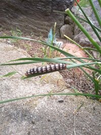 この幼虫はなんですか 庭の白い花が咲く葉っぱに大量発生してます わかるかた Yahoo 知恵袋