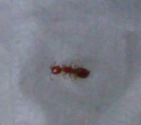 室内で蟻のような虫今日 家のなかで赤茶の小さな 2mmくらい 蟻みたいな虫 Yahoo 知恵袋