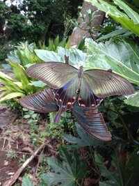 蝶の死体について 私は生まれてこの方 蝶の死骸というものを見たこ Yahoo 知恵袋