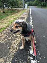 犬がポテチ１袋を食べてしまいました 味がサワークリームオニオンで玉 Yahoo 知恵袋