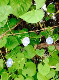 この道端に咲いた朝顔に似た直径四センチくらいの青い花の名前を教えて Yahoo 知恵袋