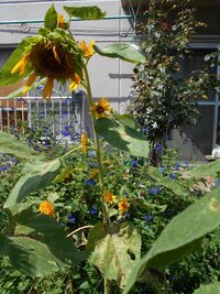 今年採取したヒマワリの種は今年発芽しますか 今年の7月頃開花し 約3ヵ Yahoo 知恵袋