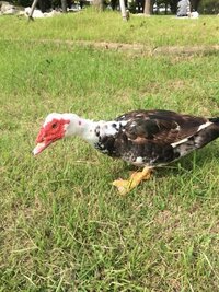 この鳥の名前わかる方教えて下さい 足はアヒルのような体はにわとりのような Yahoo 知恵袋