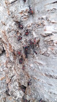 至急自宅にある桜の木に気味の悪い虫が大量にいました 駆除したいので虫の名前と Yahoo 知恵袋