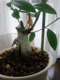 ガジュマルを育てています 写真のように幹の横側から一本だけ長い枝が出ているの Yahoo 知恵袋