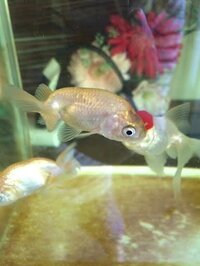 らんちゅうの稚魚飼い始めて2か月ほど 以前背中が赤くなりこちらで質 Yahoo 知恵袋