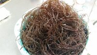 木更津に住んでますが たまに地の漁師さんが採った うご と言われている海草を Yahoo 知恵袋