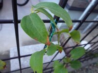 鉢植えでクレマチス 白万重 柿生 を育てています 最近 葉の先が茶色になって Yahoo 知恵袋