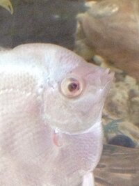 大緊急 エンゼルフィッシュが産卵しました 稚魚が泳ぎだすまで Yahoo 知恵袋