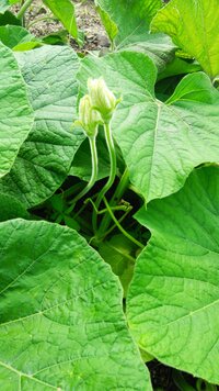 植えた覚えがないのに スイカを植えてた所から 冬瓜らしき物が出来ま Yahoo 知恵袋