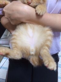 子猫の性別がわかりません 先日もらってきた子猫なのですが 性別がよくわ Yahoo 知恵袋