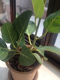 植木鉢で底に穴の開いているものと開いてないものがありますが 植物を育 Yahoo 知恵袋