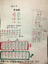 高校生物生殖細胞の受精によって生じる染色体の組み合わせがわかりませ Yahoo 知恵袋