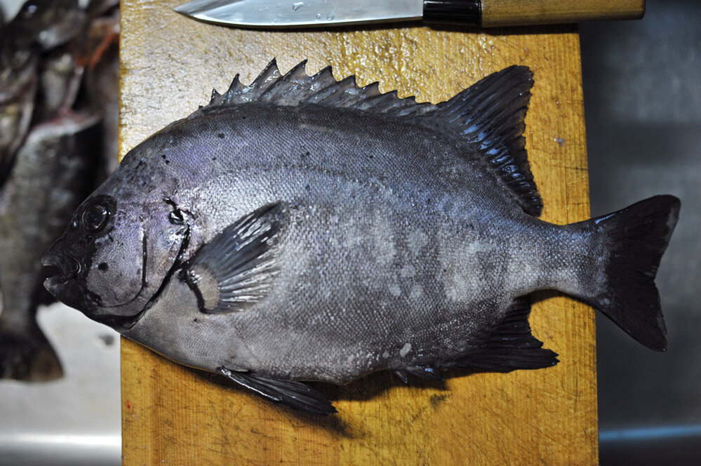 魚のウロコ引きについて 青物や石鯛などウロコが小さくて取れにくい魚に対し何か Yahoo 知恵袋