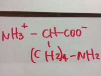 生物アミノ酸質問です アミノ酸の分類で 極性や非極性というものがでてく Yahoo 知恵袋