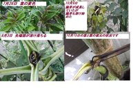 ダリアが大好きで毎年鉢植えを買うのですが どうしても この時期になると Yahoo 知恵袋