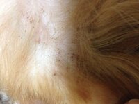 犬の皮膚について愛犬の皮膚が痒みと黒ずみみたいなのがあります 前脚 後脚 Yahoo 知恵袋