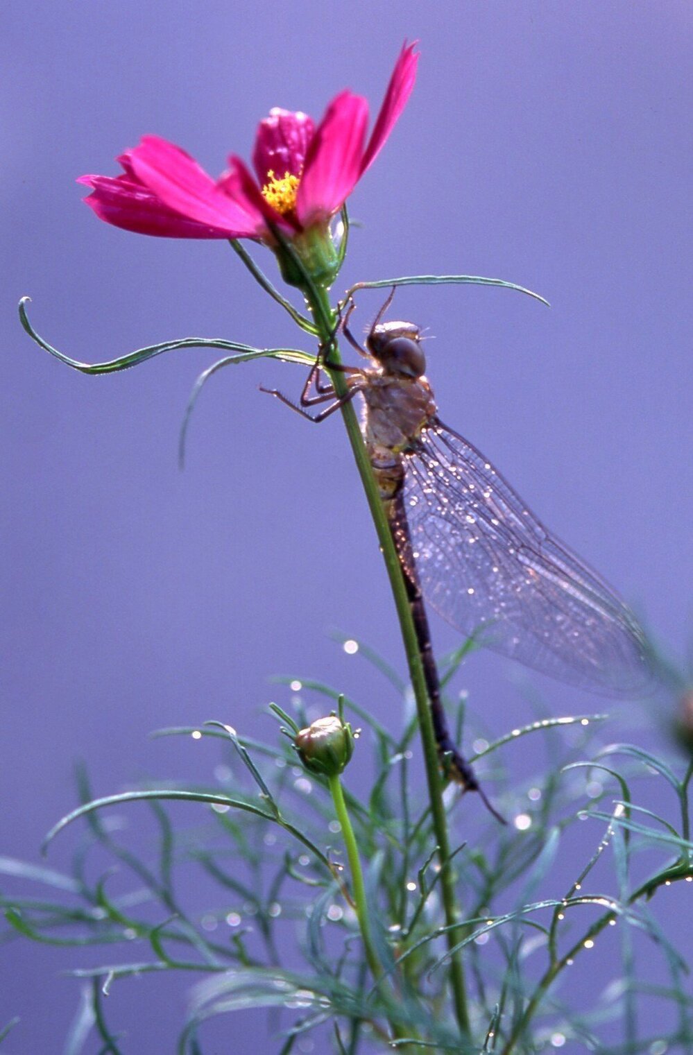 トンボは蜜を吸う 季節の花は よろしくお願いしますm M