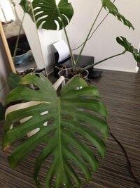 モンステラとハイドロボールについて質問です かなり大きな４枚 Yahoo 知恵袋