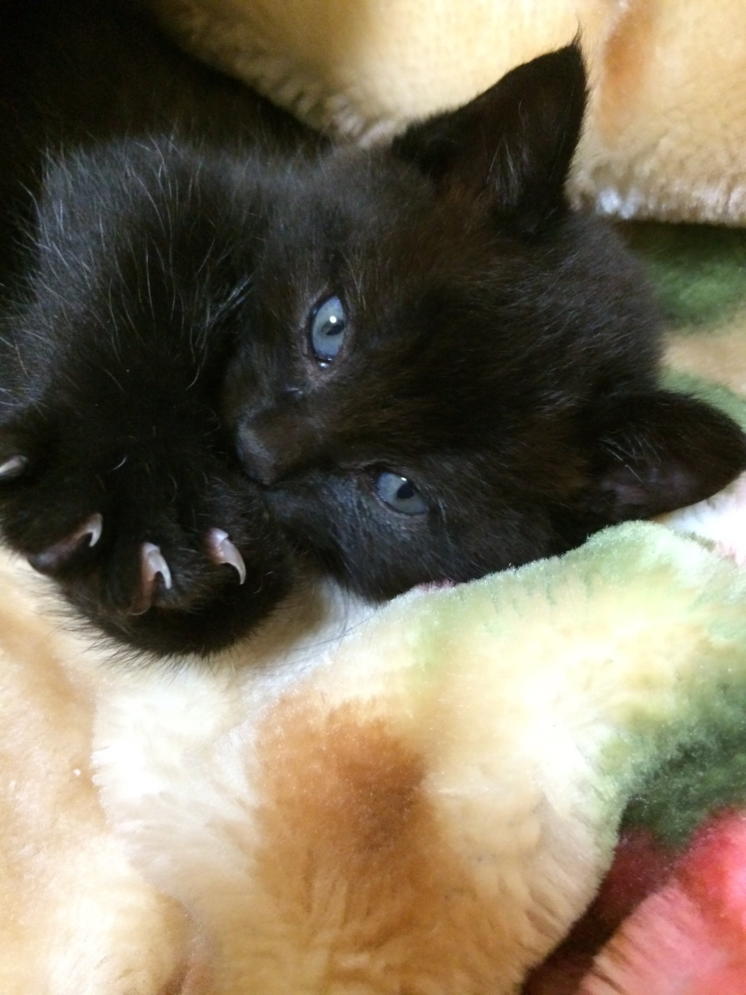 黒猫の目の色です 知人の黒猫は目がブルーです 質問で大人になったら 目の色が Yahoo 知恵袋