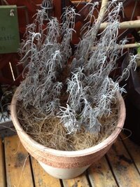 ラベンダーの鉢植えの根元が枯れてきてしまいました 鉢のふちから3cmほどの Yahoo 知恵袋